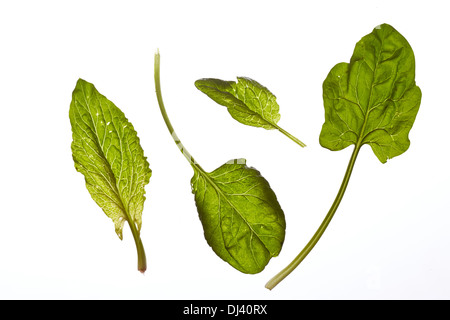 Les feuilles d'épinards crus frais isolated on white Banque D'Images