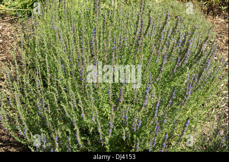 Hyssopus officinalis, Ysop, hysope Banque D'Images