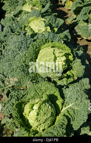 Brassica oleracea, Wirsing, chou Banque D'Images