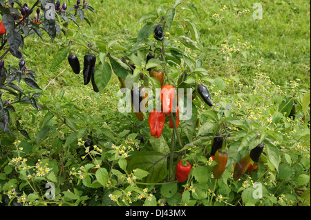 Capsicum annuum, paprika, poivron rouge Banque D'Images