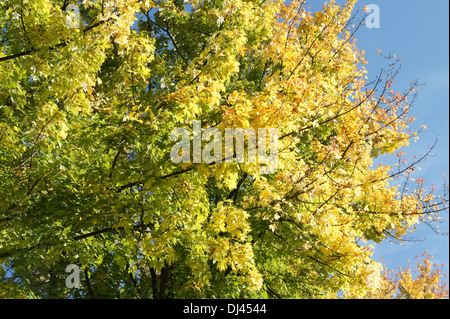 Acer saccharinum, Silberahorn, l'érable argenté Banque D'Images