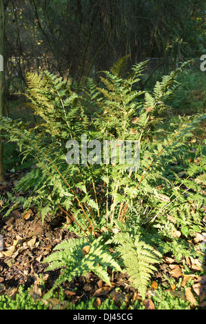 Dryopteris carthusiana, Dornfarn, thorn fern Banque D'Images