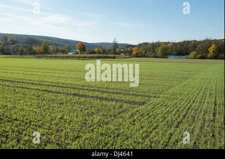 Triticum aestivum, blé, Winterweizen Banque D'Images