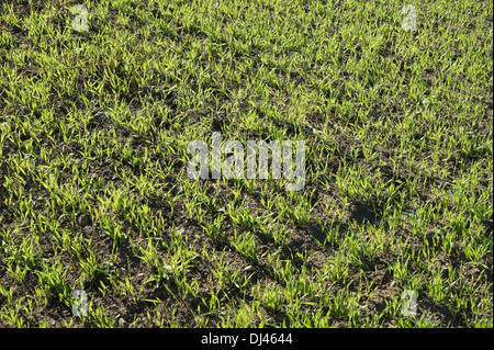 Triticum aestivum, blé, Winterweizen Banque D'Images