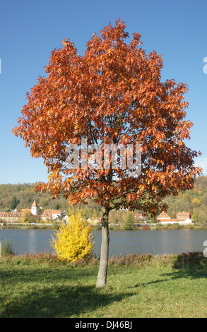 Quercus rubra, Roteiche, northern red oak Banque D'Images