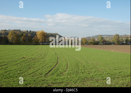 Triticum aestivum, blé d'hiver, Winterweizen Banque D'Images