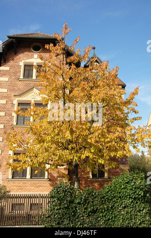 Prunus avium, Süßkirsche, sweet cherry Banque D'Images