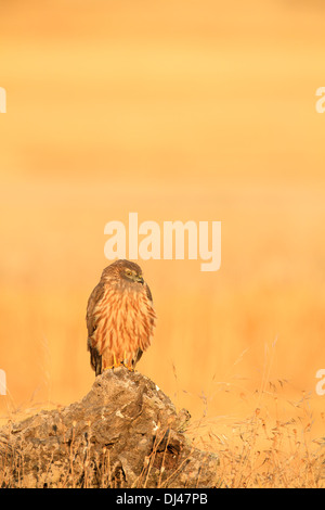 Montagu's Harrier (Circus pygargus) femmes perché sur une souche au lever du soleil. Lleida. La Catalogne. L'Espagne. Banque D'Images