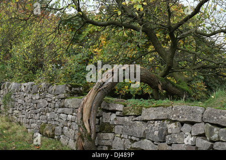 De plus en plus courbée tronc d'arbre sur un mur en pierre sèche, Peak District, Staffordshire, England, UK Banque D'Images