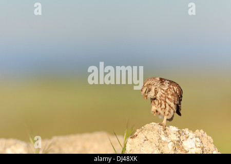 Chouette chevêche (Athene noctua) perché sur la pierre et rayer elle-même. Lleida province. La Catalogne. L'Espagne. Banque D'Images