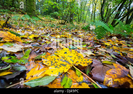 Mounld sur place sur une feuille de platane en automne, Ambleside, Cumbria, Royaume-Uni. Banque D'Images