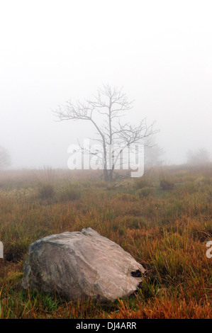 Arbre dans le brouillard Banque D'Images