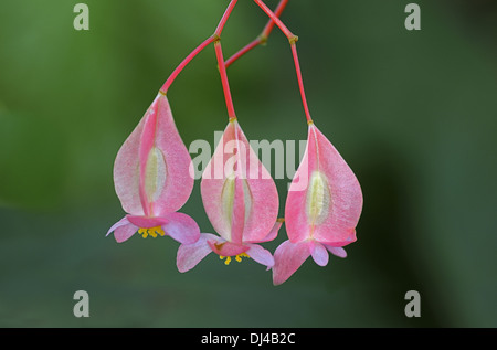 Begonia corallina Banque de photographies et d'images à haute résolution -  Alamy