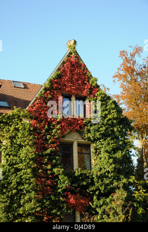 Le lierre, Japanese Creeper Banque D'Images