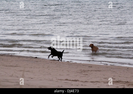 2 chiens, un labrador noir et un golden labrador, jouant dans l'eau juste à côté de la plage, dans le lac Huron. Banque D'Images