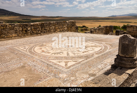 Sol de mosaïque à l'ancienne ville romaine de Volubilis, Meknes, Maroc Banque D'Images