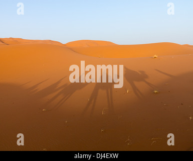 Désert du Sahara - l'ombre d'un train de chameaux sur les dunes de sable Banque D'Images