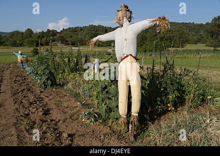 Épouvantails sur potager, Cernica, Slovénie Banque D'Images