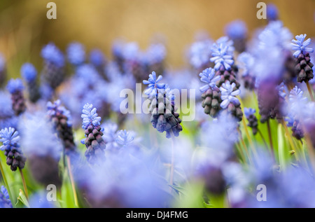 Lactifolium Muscari fleurs bleu Banque D'Images