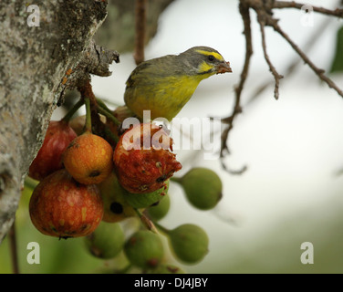 Canaries Serinus mozamicus aux yeux jaunes Banque D'Images