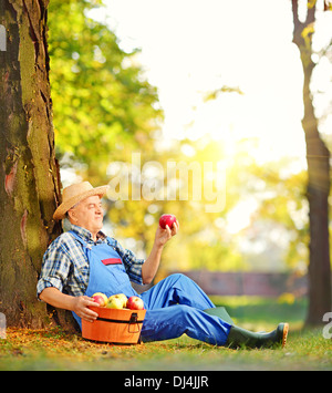 Homme travailleur agricole en salopette avec panier de pommes récoltées dans les vergers de séance, et à la recherche d'apple Banque D'Images