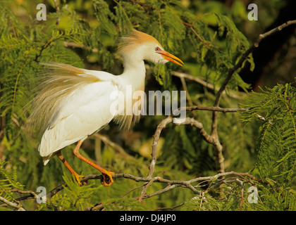 Les bovins mâles Egret Bubulcus ibis nuptiale Banque D'Images