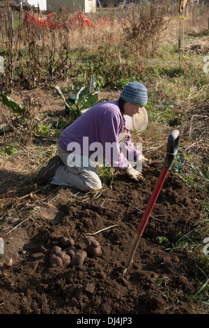 Un jardinier creuse pour les pommes de terre dans un jardin communautaire dans les Berkshires du Massachusetts. Remarque tas de pommes violettes avant-plan. Banque D'Images