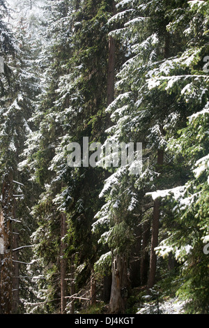 Vêtu de neige dans la forêt de conifères au-dessus de Davos Grisons Suisse Vallée de Landwasser Banque D'Images