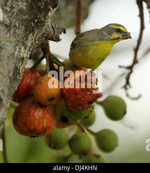 Canaries Serinus mozamicus aux yeux jaunes Banque D'Images