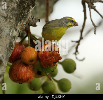 Canaries Serinus mozamicus aux yeux jaunes Banque D'Images