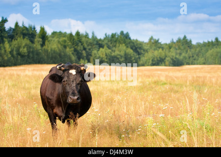 Une vache broute dans un champ Banque D'Images