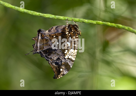 Tigre papillon Tropical Leafwing Banque D'Images