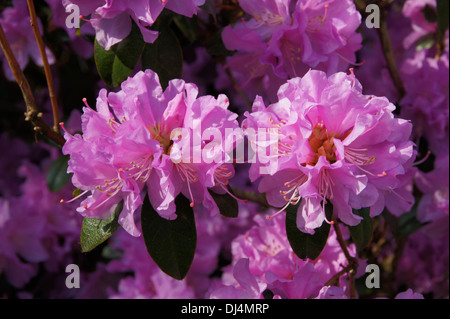 Rhododendron Praecox Banque D'Images