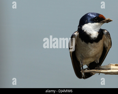 Queue fil swallow Hirundo smithii Banque D'Images