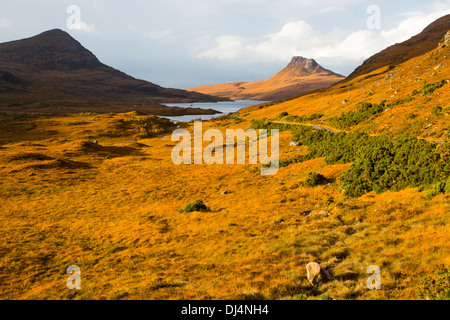 L'Herbe de cerfs de couleur orange à l'automne à la Stac Pollaidh Assynt, vers, North West Highlands, UK. Banque D'Images