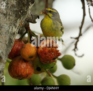 Canaries Serinus mozamicus aux yeux jaunes Banque D'Images