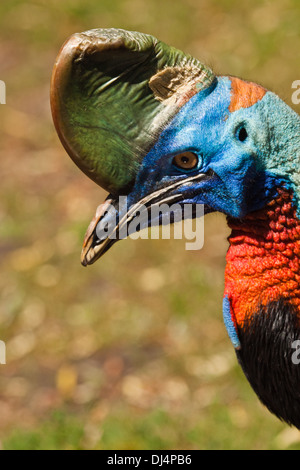 Northern Cassowary Banque D'Images