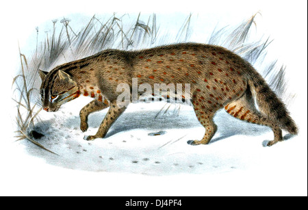 Felis Euptilura Leopard Cat Banque D'Images