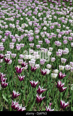 Claudia Tulipes, tulipes Hollandaises Banque D'Images