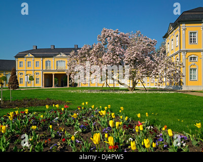 L'Orangerie, la floraison des tulipes et des magnolias, Gera, Thuringe, Allemagne Banque D'Images