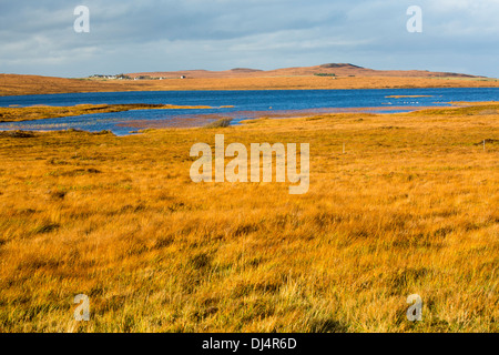 Deer Grass, de couleur orange à l'automne de temps ci-dessous en Pollaidh Stac, Nord Ouest de Assynt Highlands, Ecosse, Royaume-Uni, Banque D'Images