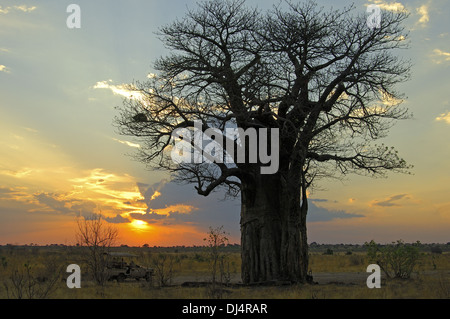 Arbre généalogique Baboab, Savuti, Botswana Banque D'Images
