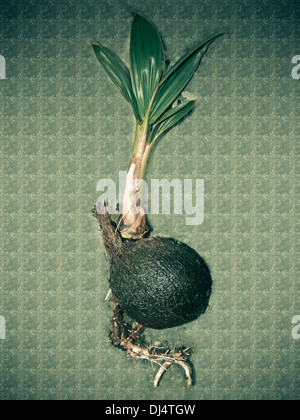 Germination de coco feuilles en main humaine, Maharashtra, Inde Banque D'Images