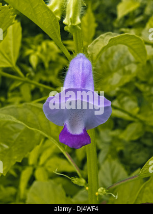 Fleur de Sesamum indicum L. Banque D'Images