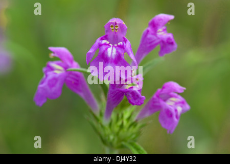 Ortie royale rouge, Galeopsis angustifolia Banque D'Images