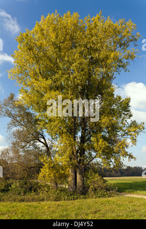 Populus x canadensis, noir hybride P Banque D'Images