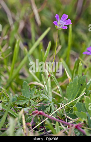 Géranium sanguin Geranium columbinum, Longstalk Banque D'Images