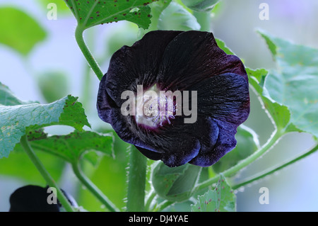 Alcea rosea nigra ssp. noir-mauve Banque D'Images