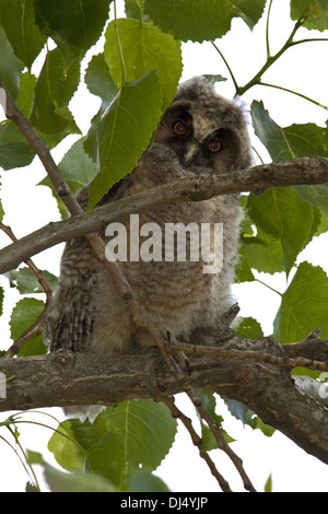 Jeune hibou moyen-duc, Asio otus Banque D'Images