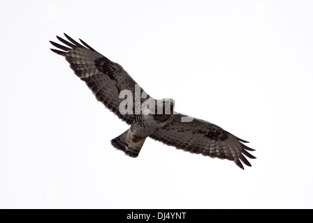 Buse pattue Buteo lagopus, Banque D'Images